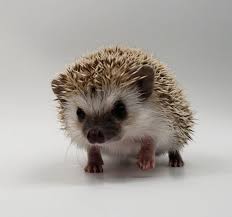 Make sure your hedgehog is maintainted at a temperature of at least 74 degrees. Morning Star Hedgehogs Hedgehogs For Sale Baby Hedgehogs Hedgehog Morning Star Hedgehogs Baby Hedgehog Hedgehog For Sale Pygmy Hedgehog