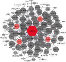Konsta hietanen, antti virmavirta, risto tuorila, jarmo mäkinen ja kristiina halttu. Plant Susceptibility Genes As A Source For Potyvirus Resistance Makinen 2020 Annals Of Applied Biology Wiley Online Library