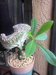 How much does does a 100 dollar roblox gift card get you in robhx? My Coral Cactus Has This Huge Branch That I Ve Just Been Letting Grow For A While To Cut Or Not To Cut Houseplants