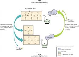 Overview Of Metabolic Reactions Anatomy And Physiology Ii