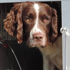 Springer spaniel liver/white tomoyo pitcher love flags are made from 2 pieces of fabric sewn back to back to withstand even the most severe weather. Essft English Springer Spaniel Field Trials Home Facebook