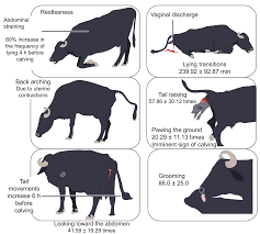 Dairy Buffalo Behavior: Calving, Imprinting and Allosuckling
