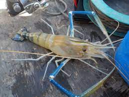 Potensi usaha budidaya udang galah ini sangat bagus patokan harga untuk budidaya udang galah bisa anda buat dalam hitungan per kg yang mana harga udang galah umumnya mulai dari rp 85.000. Ternakan Udang Galah Amir D49738