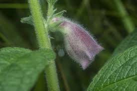 Image result for Sesamum radiatum