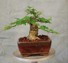 Image result for Gmelina