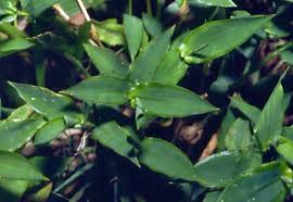 Image result for Arthraxon