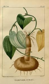 Image result for Dioscorea cayenensis