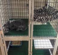 Rabbit Cages – Tagged "multi-unit" – CDECages