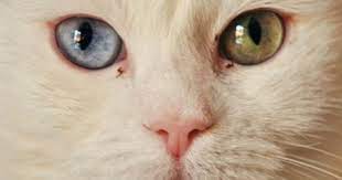 turkish angora cat cat cat cute kitten bestfriends love animal friends pet family kedi birkediistiyorum happy fun smile natur gatos gatos blancos