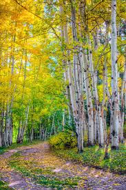 Birch Trees In Colorado Aspens In Autumn Elk Mountain Ranch Co Aspen Trees Beautiful Tree Tree