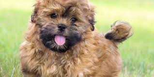 And with the last name poos you have to have more than 1 poo. Stonyridge Shihpoo Puppies For Sale Why A Shihpoo Poodle Mix Shitzu Mix Shihpoo Puppies Shihpoo Teddy Bear Puppies For Sale Shihpoo Breeder Shihpoo Breeders Poodle Mix For Sale Shizu
