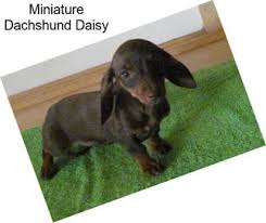 Get a puppy on a discount Dachshund Puppies For Sale In Oklahoma Agriseek Com