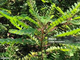 Image result for Phyllanthus glaucophyllus