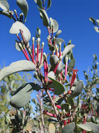 Image result for Tapinanthus