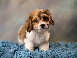 Maybe you would like to learn more about one of these? Petland Puppies For Sale Near Me Bmo Show