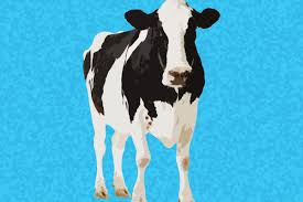 Image result for hoof disease chart for cow