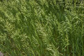 Image result for Bromus