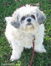 Pictures of shih tzu dogs. Shih Tzu Dog Breed Pictures 1