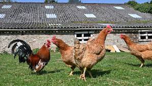 Pour les articles homonymes, voir villenouvelle. Confinement Les Poules Ont La Cote Dans La Manche