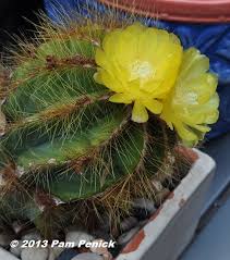Flower forrest your local florist in san antonio has been proudly delivering the freshest flowers in san antonio since 1986. Jewel Like Cactus Flowers For Bloom Day Digging