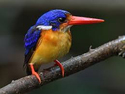 Image result for Dalbergia fischeri