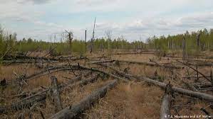 Mutationen in pflanzen (züchtung, biotech). Nukleare Unfalle Verursachen Mutationen Bei Tieren Wissen Umwelt Dw 26 04 2016