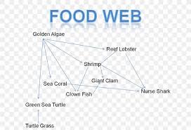 For example a food web would be: Belize Barrier Reef Mesoamerican Barrier Reef System Turtle Coral Reef Food Chain Png 1502x1021px Belize Barrier