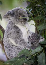 Even After It Starts Leaving The Pouch A Joey Returns There When It Wants To Hide Or Sleep Sometimes It Rides Koala Bear Australia Animals Cute Funny Animals