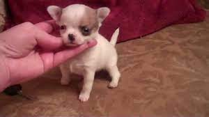 Teacup Tiny Male Short Coat Chihuahua Applehead Micro Puppy Houston Texas Chihuahua Puppies Puppy Dog Pictures Chihuahua Puppies For Sale