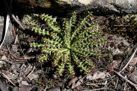 Image result for Euphorbia fanshawei