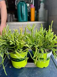Image result for Rhipsalis