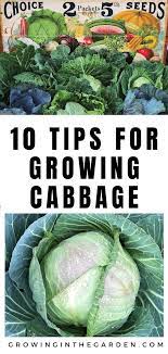 How To Grow Cabbage 10 Tips For Growing Cabbage Growing In The Garden Growing Cabbage Growing Vegetables Gardening Tips