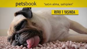 Petsbook Satin Alma Sahiplen Youtube