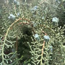 Image result for Calvoa orientalis