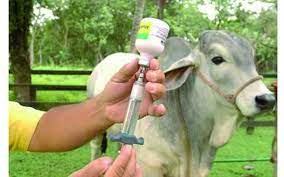 Distribuidor de productos veterinarios dirección: Organizacion Mundial De Sanidad Animal Ratifica Estatus Sanitarios De Nicaragua