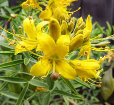 Le risposte per i cruciverba che iniziano con le lettere n, na. Isomeris Arborea Bladderpod Available Now At Johnnye Merles Www Purtyplants Com Giallo