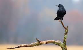 People who believe in superstition might believe that a dead crow in the yard symbolizes death. 12 Tips On How To Attract Crows To Your Yard 2021 World Birds