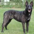 Dutch Shepherd Dogs for Sale | Dogs on Oodle Classifieds