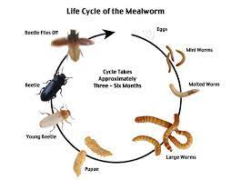 This gives you sufficient time to plan and prepare the correct living conditions for them. How To Care For Mealworms Best Method Mealworms Pupa Care Atbuz