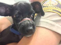 Match made on care.com every 3 minutes, so find your perfect pet care provider today. Opinion It May Be The 21st Century But We Still Treat Animals Badly Times Of San Diego