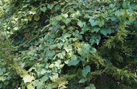 And a wild grape vine growing in a tree has no hope for actually producing grapes. Usda Ars Online Magazine Wild Grape A Domestic Source Of Gum Arabic