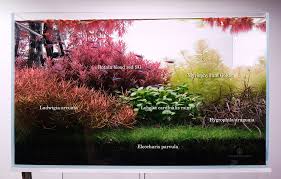 Image result for Eleocharis decoriglumis