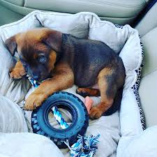 A labrador rottweiler mix aka a labrottie. Sebastian The Labrador Rottweiler Mix Dogperday Cute Puppy Pictures Dog Photos Cute Videos Holistic Pet Care