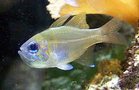 Image result for Cyanotis sp. aff. C. lapidosa