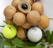 Enjoy unforgettable experiences with quality ping pong or ping pong from alibaba.com. Anim Agro Technology Longan Edaw Dan Pingpong Di Miri
