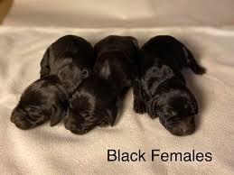 Puppies for sale from reputable breeders. Rumor X Lotto Pudelpointer Puppies At Ripsnorter Kennel Facebook