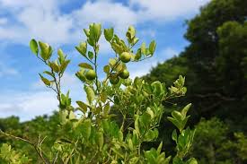The smooth skin is pocked with many prominent oil glands and ripens from green to yellow when mature. The Florida Keys A Tasty Slice Of Florida History In Key West Visit Florida