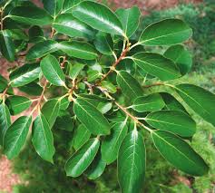 Image result for Diospyros abyssinica