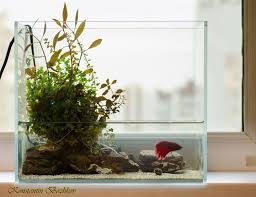 Betta Paludarium Fish Plants Aquascape Planted Aquarium