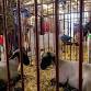 4-H Livestock Show